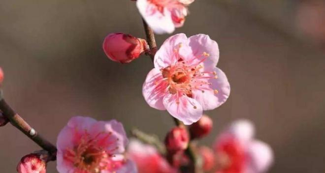 威海市花之谜（探寻梧桐花背后的文化符号与自然意象）