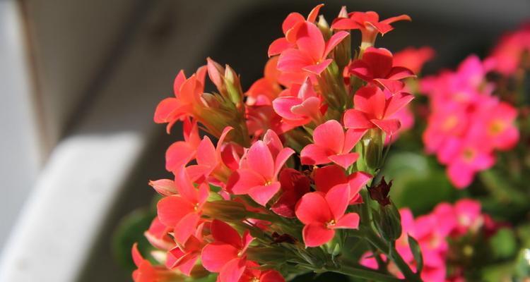 乌鲁木齐的市花——天山雪莲（探寻乌鲁木齐市花的意义和美丽）