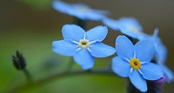 勿忘我花（寄托着思念与希望的蓝色之花）