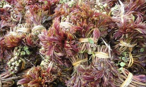 香椿树开花，寓意美好生活（探寻香椿树开花的寓意及其与美好生活的关系）