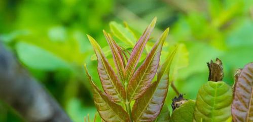 香椿树开花的寓意及预示（以花开放的香椿树）