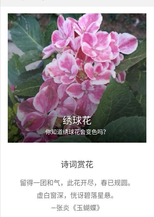 绣球花的花语及寓意（绽放在生命中的美丽与爱）