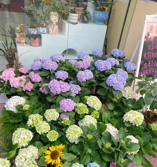 绣球花的花语与寓意（探寻绣球花的隐含心意）