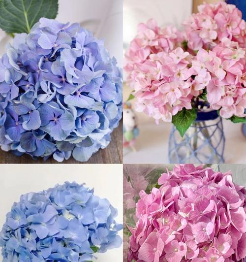 绣球花的花语与寓意（探寻绣球花的隐含心意）