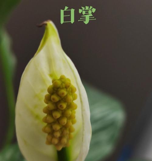 花开一帆风顺（揭示花语与寓意）