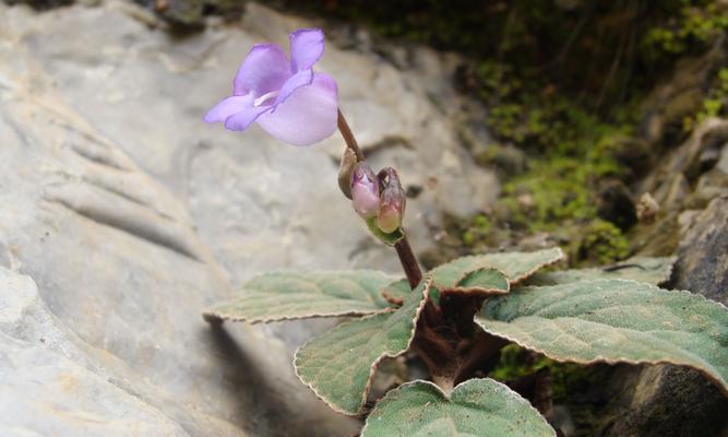 以一抹香开花（香气如诗）