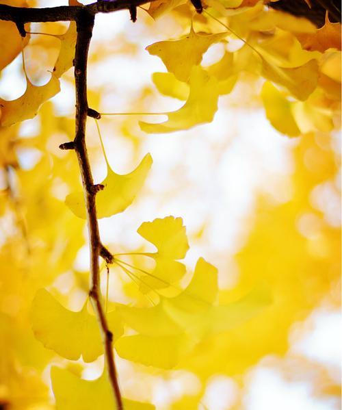 银杏叶的象征意义——秋季的韵律（揭示银杏叶代表的寓意与象征）