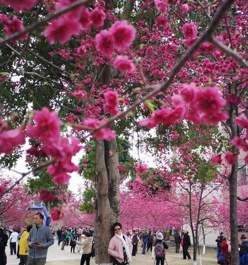 樱花的象征与含义（樱花盛放的美丽传说）