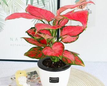 吉祥植物——祝福与繁荣之源（探寻吉祥植物的象征意义与传统文化蕴含）