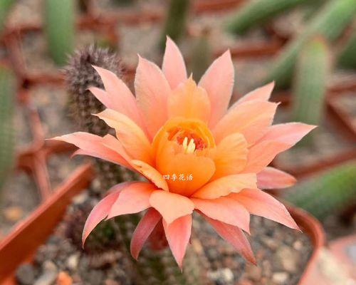 仙人掌花语的魅力与含义（探寻仙人掌的神秘之美）