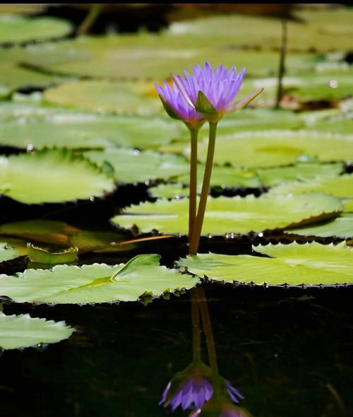 延药睡莲（探寻睡莲花语的奥秘）