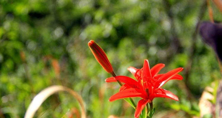 野百合的花语与寓意——自由与纯真（野百合花语揭示的自由心灵与纯真美好）