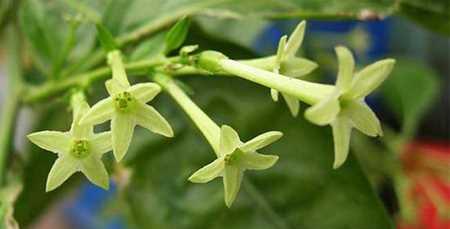 夜来香的花语——美丽与纯洁（揭开夜来香花背后的花语之谜）