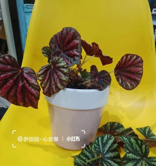 银星秋海棠花语——喜爱与希望（盛开在秋季的银星秋海棠）