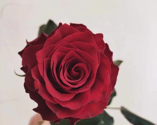 玫瑰花（用花语解读玫瑰的浪漫寓意）