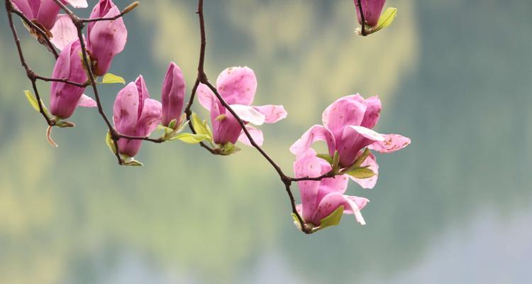 玉兰花的种类及花语（探索世界上不同种类的玉兰花及它们所代表的花语）