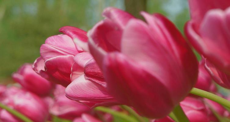 郁金香粉色花语（探索郁金香粉色花语的深刻内涵与美丽寓意）