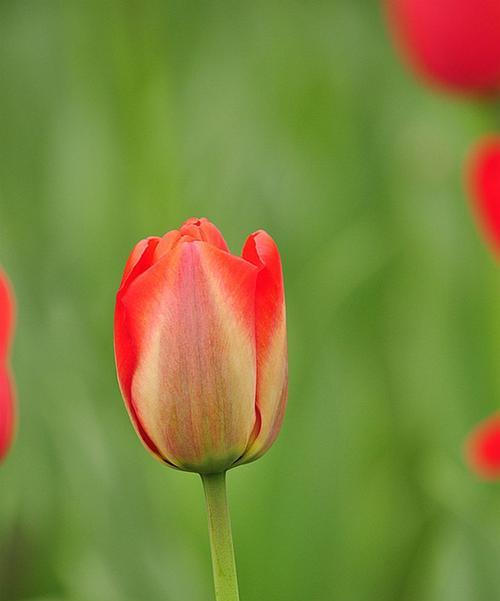 郁金香——花中的贵族（探秘郁金香的象征意义与历史传承）