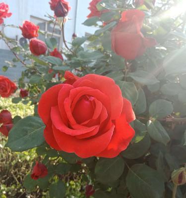 月季花与品质的象征（花开如梦）