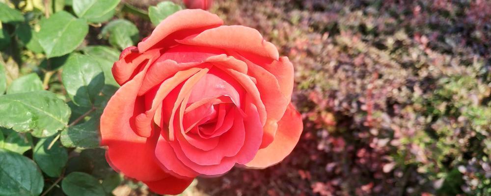 月季花与品质的象征（花开如梦）