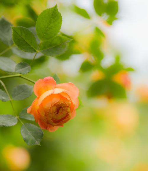 月季花的寓意与象征（探寻月季花所代表的各种含义）