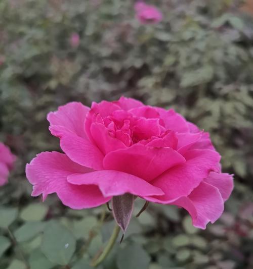 月季花莲花的花语与意义（揭秘月季花莲花所传递的深情与美好）