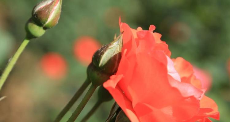 月季花语（月季花语中的浪漫情怀和深刻意义）