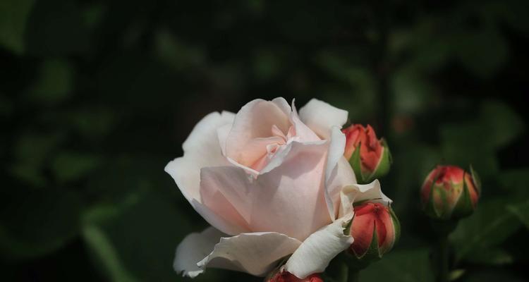 月季与玫瑰的花语——美丽而深情的花卉对话（用花语讲述的浪漫爱情故事）
