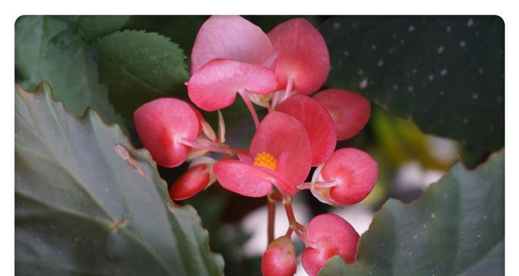 竹节秋海棠花语的美丽寓意（竹节秋海棠的花语传递着坚韧和希望的力量）