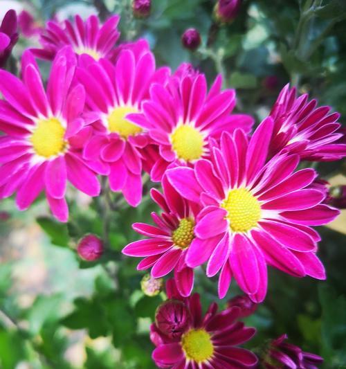 紫菊花的花语-传递坚韧与希望（盛放在秋日的宝石）