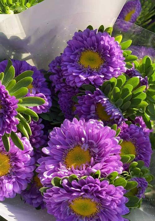 紫色翠菊花语（盛开的坚毅）