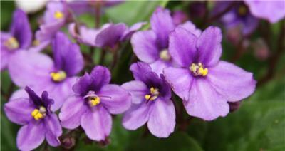 紫色海棠花的花语——诗意与祝福（探索海棠花的深意与美丽）