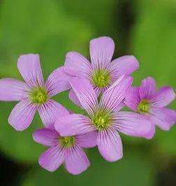 紫色海棠花的花语——诗意与祝福（探索海棠花的深意与美丽）