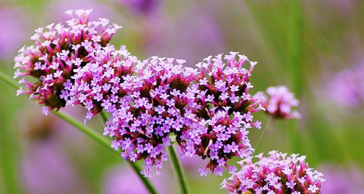 紫色花语风信子（追求梦想与爱情的象征——紫色花语风信子）