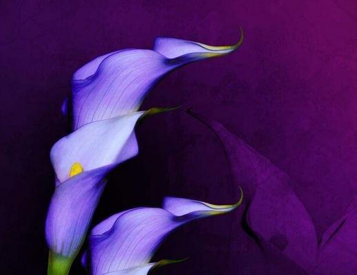 紫色花语风信子（追求梦想与爱情的象征——紫色花语风信子）