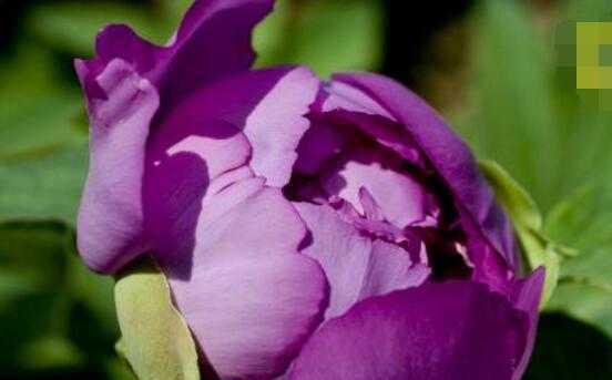 紫色牡丹花语之神秘与独立（揭示紫色牡丹花的花语及其象征意义）