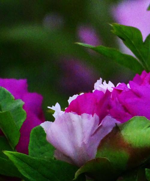 紫色牡丹花的神秘寓意（解析紫色牡丹花的象征意义与传说）