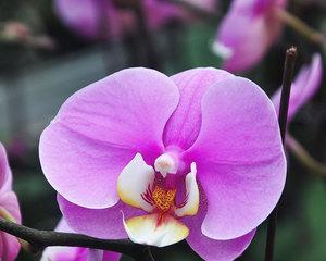 紫色泰国洋兰的花语与魅力（探寻泰国洋兰的意义和美丽）