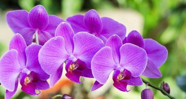 紫色泰国洋兰的花语与魅力（探寻泰国洋兰的意义和美丽）