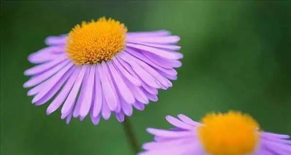 紫色野菊花花语-盛开在秋日的神秘力量（秋日之美）