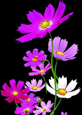 紫色野菊花花语-盛开在秋日的神秘力量（秋日之美）