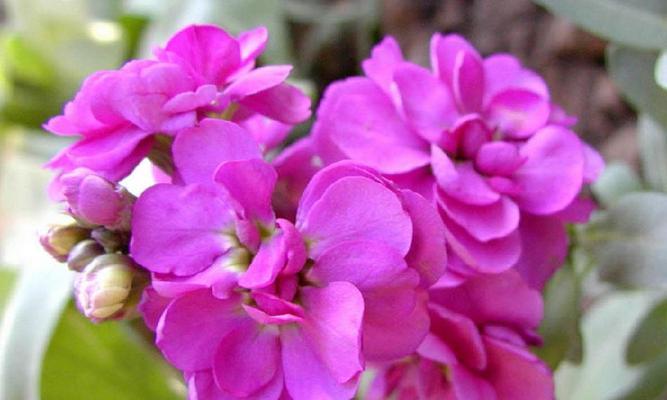 紫色玉兰花花语（探寻紫色玉兰花的花语）