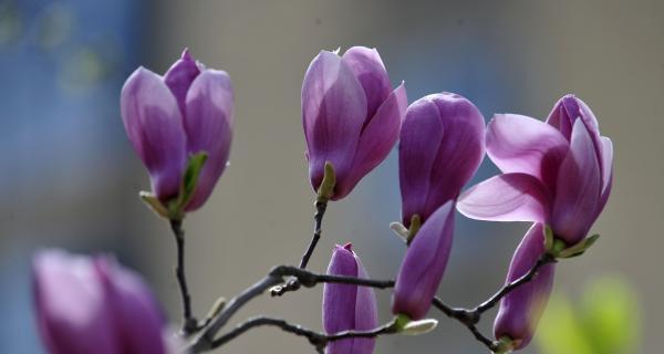 紫色玉兰花花语（探寻紫色玉兰花的花语）