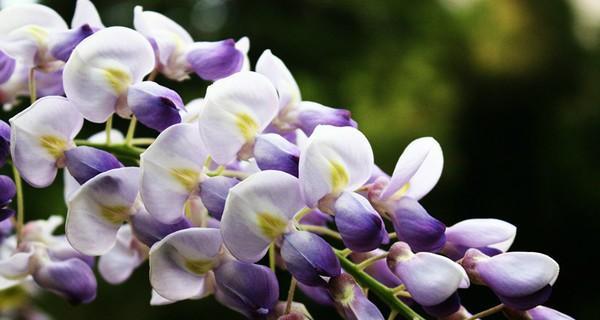 紫藤花的花语和香味（探索紫藤花的神秘语言和令人陶醉的香气）