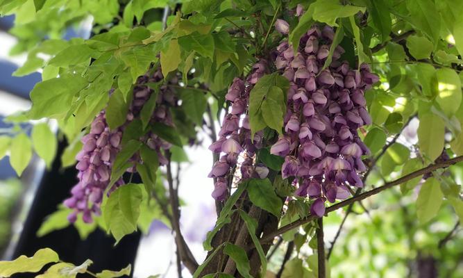 紫藤罗花的花语及其寓意（紫藤罗花的美丽与哲理）