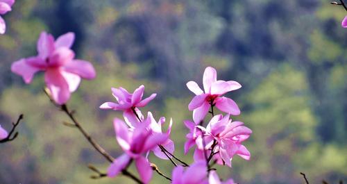 紫玉兰花（探寻紫玉兰花的寓意与故事）