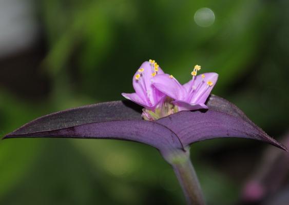 紫竹梅花语（以梅花为引）