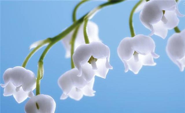 以子萼玉簪花语-寓意深远的花卉饰品（展示爱与美的经典艺术品）