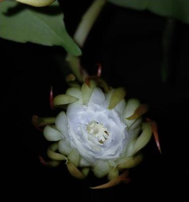 昙花（昙花）