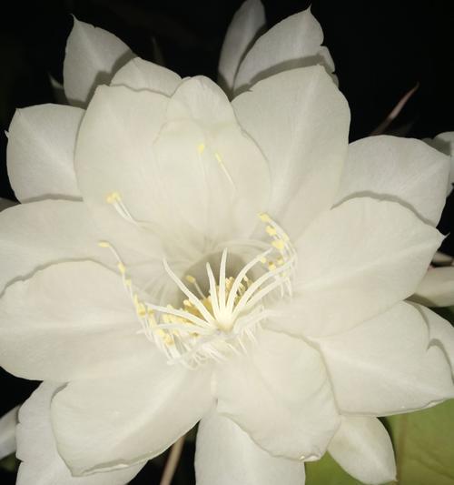 昙花开花的奇迹（昙花开放）